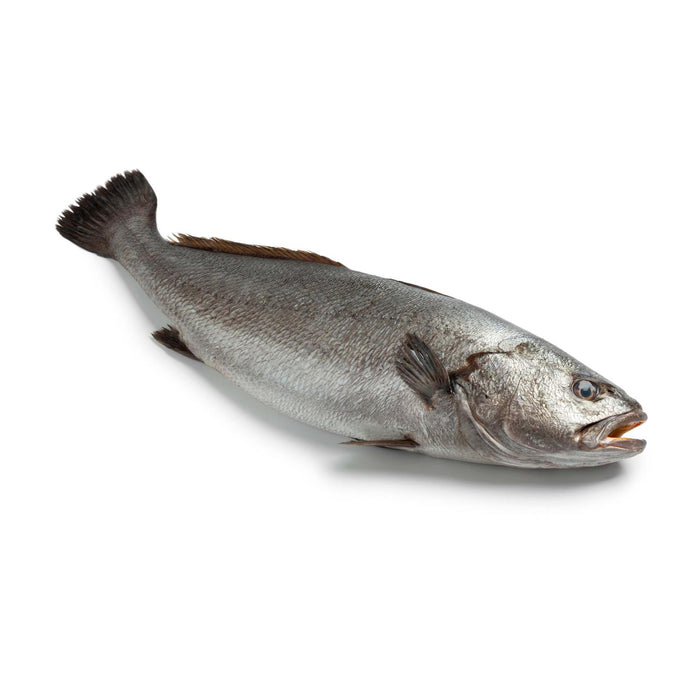Adlerfisch | Corvina | Südportugal | ganz | Ab 3kg