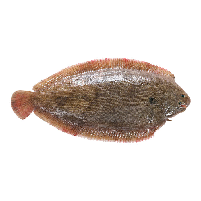 Portugiesische Seezunge | ganz | ab 500g