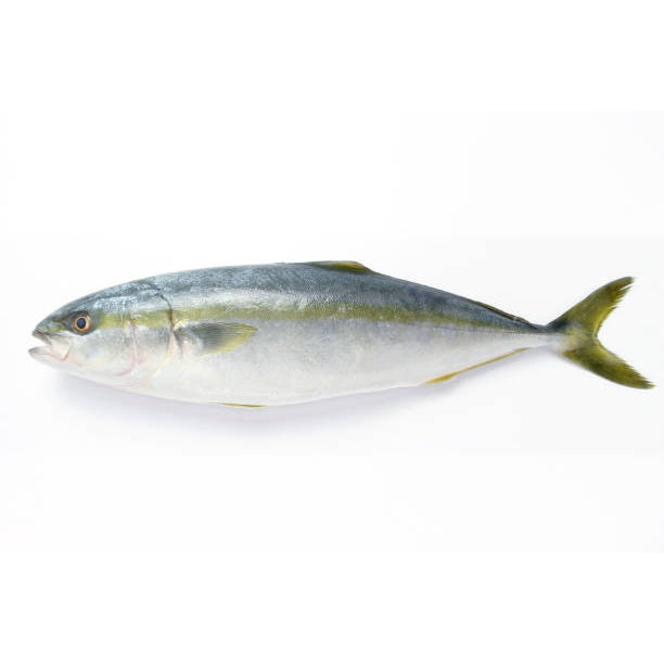 Bernsteinmakrele (Lirio) | ganz | ab 2kg