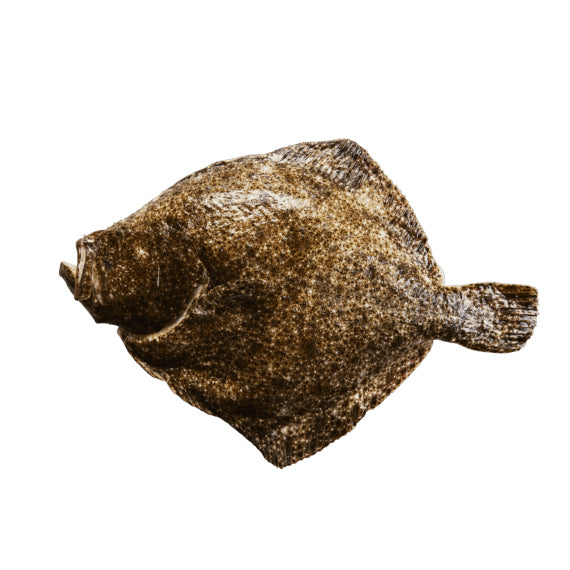 Steinbutt | Pregado | ganz | ca. 4,5kg