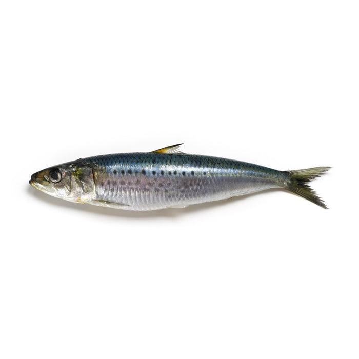 Sardine | Südportugal | ganz | 200g