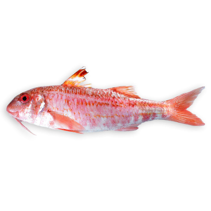 Streifenbarbe | Salmonete | ganz | ab 200g