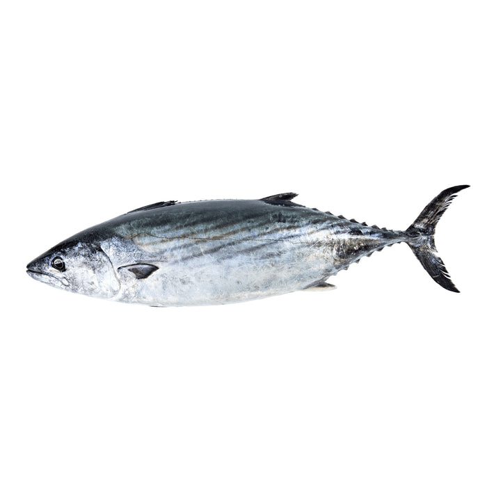 Atlantischer Bonito | Sarrajao | ganz | 800g
