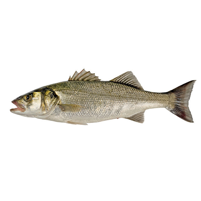 Kaiserbarsch (Imperador | Beryx) ganz | 1kg