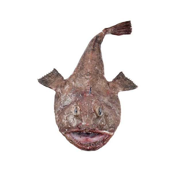 Seeteufel Tamboril | ganz mit Kopf | 3kg