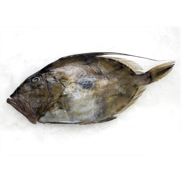 Petersfisch (Peixe Galo) - ganz